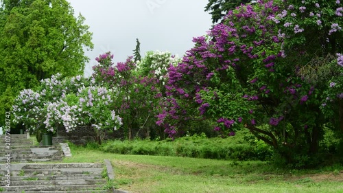Nice 4k macro video of lilac flowers under the rain at Hryshko National Botanical Garden, Kiev, Ukraine	
