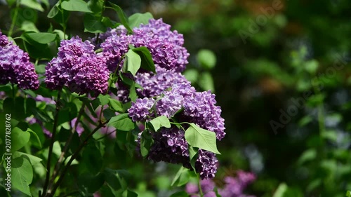 Nice sunny dat 4k macro video of lilac flowers under at Hryshko National Botanical Garden, Kiev, Ukraine	