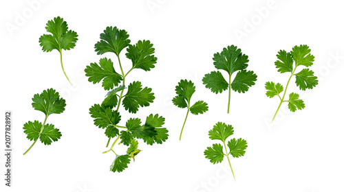 Fresh green cilantro leaves and stems scattered