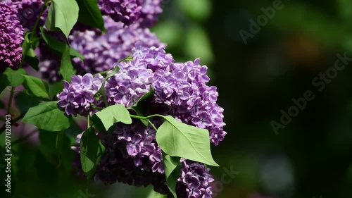 Nice sunny dat 4k macro video of lilac flowers under at Hryshko National Botanical Garden, Kiev, Ukraine	