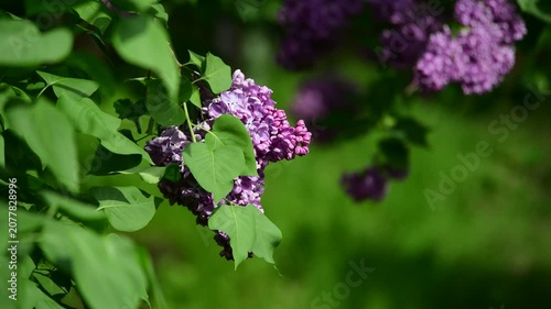 Nice sunny dat 4k macro video of lilac flowers under at Hryshko National Botanical Garden, Kiev, Ukraine	
