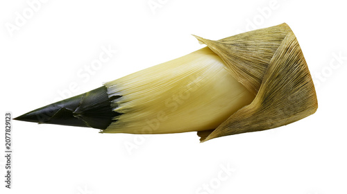 Schilderij op canvas Bamboo shoot with dark tip and dry leaves