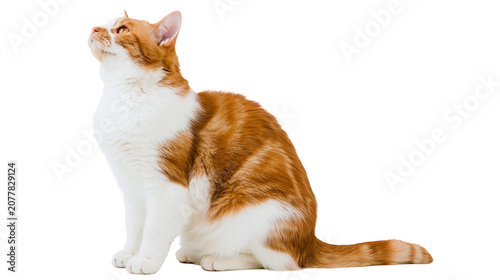 Canvastavla Orange and white tabby cat sitting and looking up