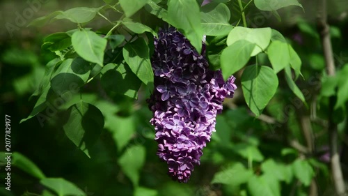 Nice sunny dat 4k macro video of lilac flowers under at Hryshko National Botanical Garden, Kiev, Ukraine	