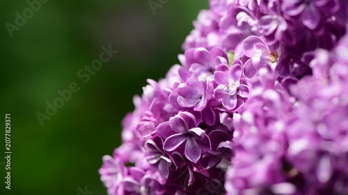 Nice sunny dat 4k macro video of lilac flowers under at Hryshko National Botanical Garden, Kiev, Ukraine	