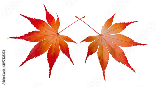 Cuadro en lienzo Two vibrant red and orange maple leaves with pointed lobes