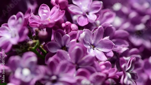 Nice sunny dat 4k macro video of lilac flowers under at Hryshko National Botanical Garden, Kiev, Ukraine	