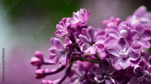Nice sunny dat 4k macro video of lilac flowers under at Hryshko National Botanical Garden, Kiev, Ukraine	