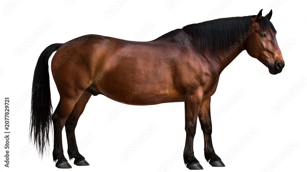 Obraz premium Brown horse with black mane and tail standing profile view