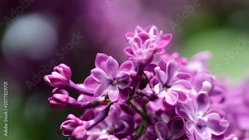 Nice sunny dat 4k macro video of lilac flowers under at Hryshko National Botanical Garden, Kiev, Ukraine	