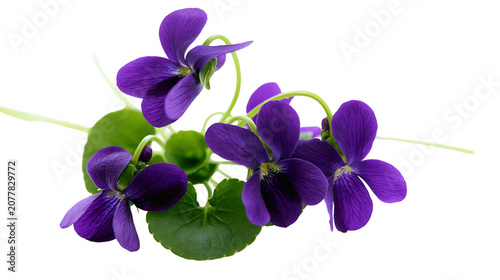Photos Purple violets with green leaves on white