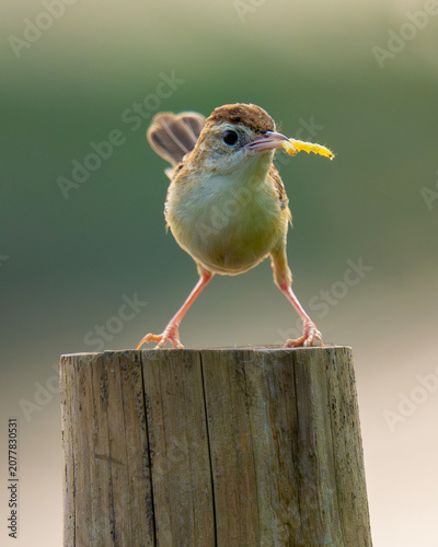 bird on a fence