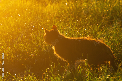 Natural predator instinct captured as a domestic cat hunts in a peaceful outdoor environment.