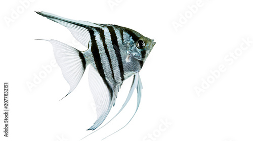 Vászonkép Angelfish with black stripes and long fins