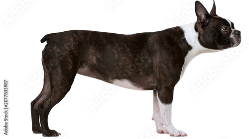 Obraz na płótnie Boston Terrier dog brindle white markings standing profile