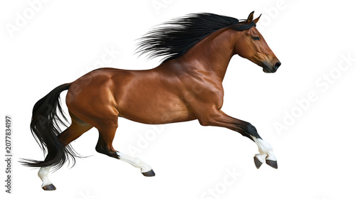 Φωτογραφία Brown horse with black mane and tail galloping