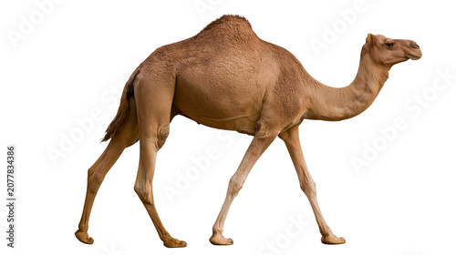 Fotografie Dromedary camel with one hump walking side view