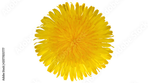 Foto Bright yellow dandelion flower head with many petals
