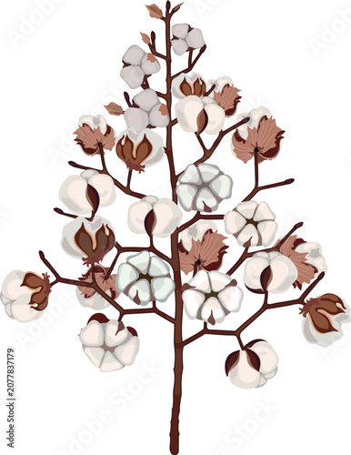 Bild auf Leinwand Cotton plant (Gossypium hirsutum) with fluffy white bolls and dry pods