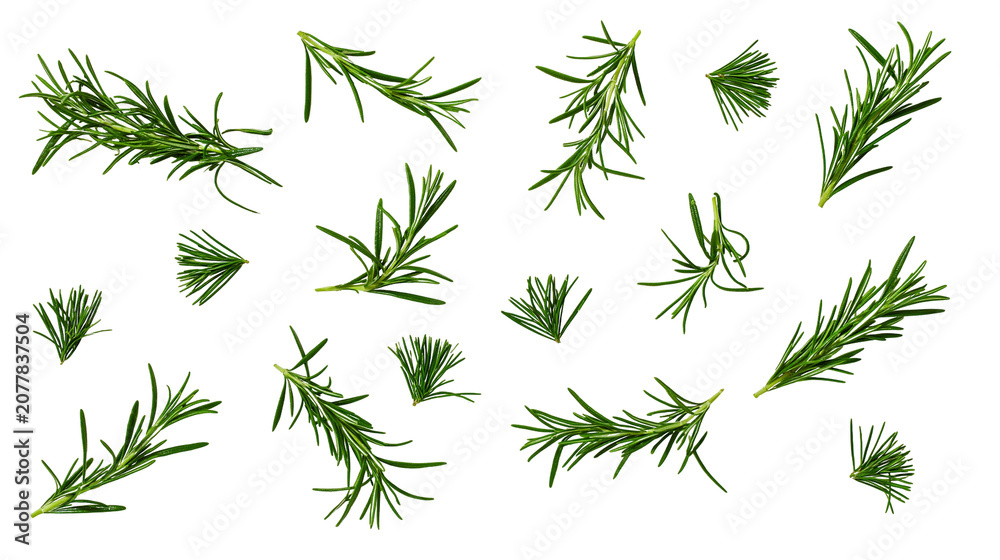 Fototapeta premium Fresh green rosemary sprigs and leaves scattered