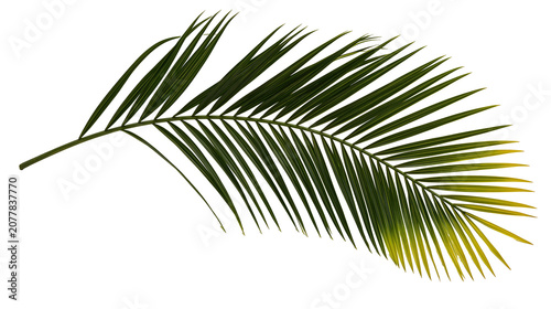 Fotografía Green palm frond with yellow tips