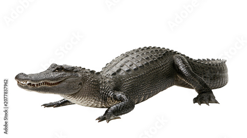 Foto American Alligator Reptile Reptilian Predator