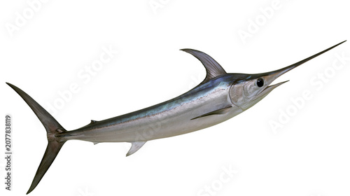 Slika na platnu Silver Swordfish with Long Bill and Fins