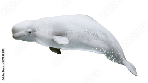 Tableau sur toile White beluga whale swimming in clear water