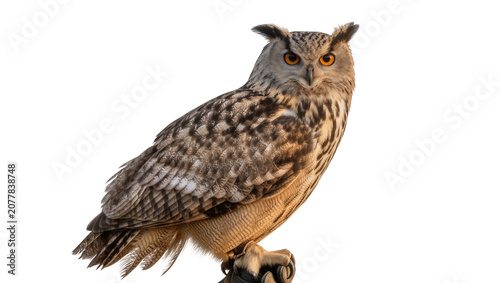 Bild auf Leinwand Eurasian eagle owl with bright orange eyes detailed feathers, isolated on transp