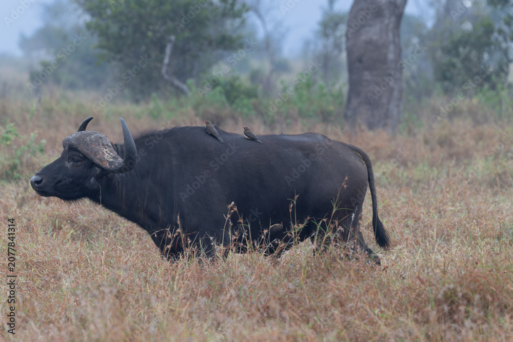 Fototapeta premium Cape Buffalo with Oxpeckers