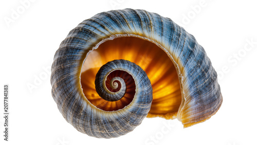 Seashell spiral interior with blue and orange colors