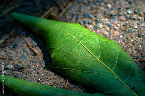 Fotografía Close-up of a fresh green broadleaf (Castanea sativa) resting on a rough pebble ground illuminated by bright sunlight