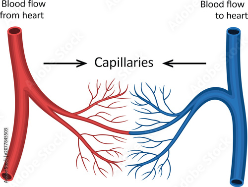 Photos Human blood circulatory system diagram showing artery and vein connected by capillaries, vector medical illustration