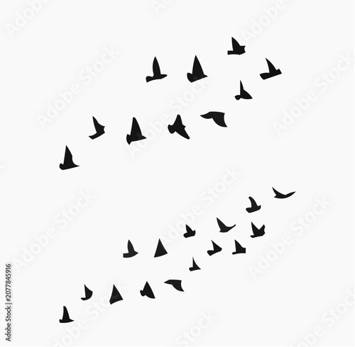 flock of birds