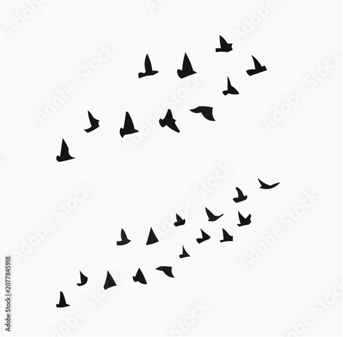 flock of birds