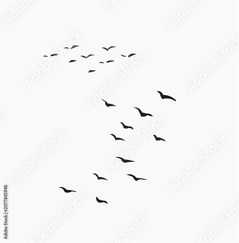 flock of birds