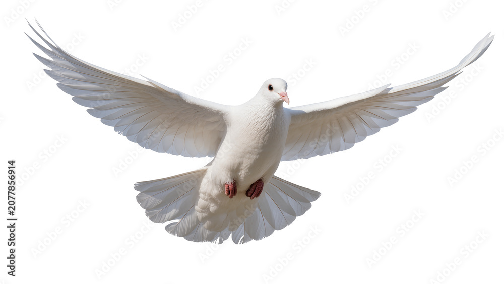 Obraz premium White dove with spread wings flying, isolated on transparent background