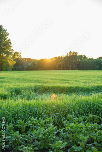 Agricultural Landscape with Potato Field and Wheat at Golden Hour