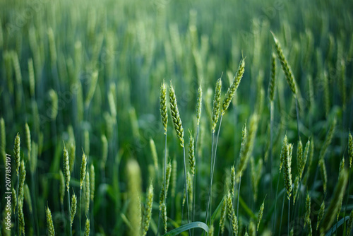 Valokuva Green Agricultural Fields at Sunset