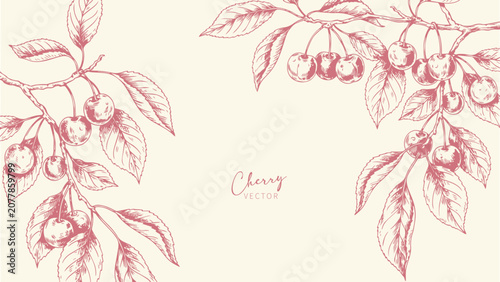 Elegant Cherry Blossom Branch. Hand Drawn Sakura Botanical Ink Vector Illustration for Spring Wedding Invitation, Valentine's Day Card, Wallpaper and Floral Design
