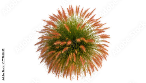 Fotografija Ornamental fountain grass with feathery plumes and green blades