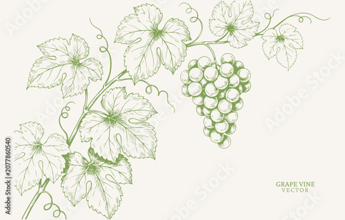 Fresh Green Grape Vine with Leaves. Hand Drawn Botanical Ink Vector Illustration for Organic Food Packaging, Wine Menu, Brochure, Template Background and Cover Design