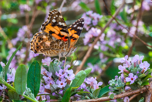 Close-up of a painted lady butterfly feeding on the nectar-rich blooms of Buddleja alternifolia, capturing a delicate moment of pollination in a late spring garden. 2