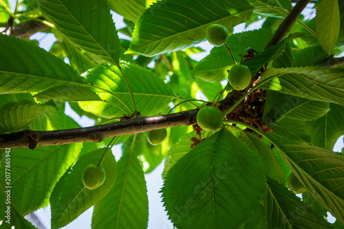 Close-up of young green Sunburst sweet cherry fruits developing on the branch in spring, captured shortly after fruit set during the early growing season. 4