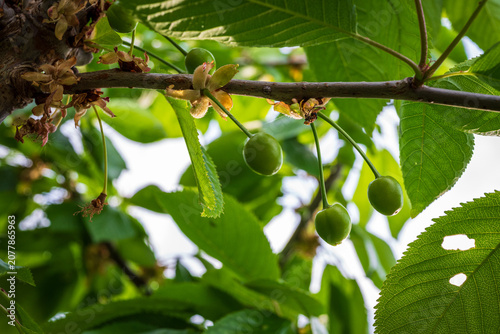 Close-up of young green Sunburst sweet cherry fruits developing on the branch in spring, captured shortly after fruit set during the early growing season. 3