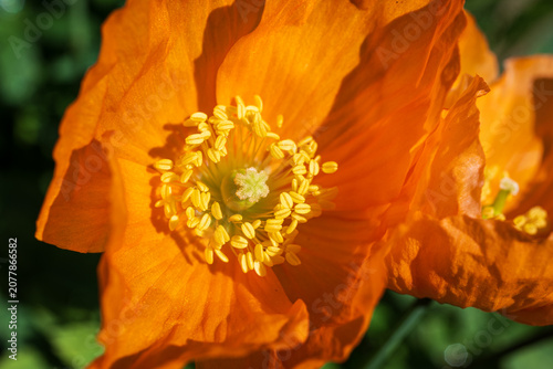 Top-down close-up of an orange poppy flower in bright summer midday light, revealing its pollen and stigma surrounded by silky petals in vivid natural detail.