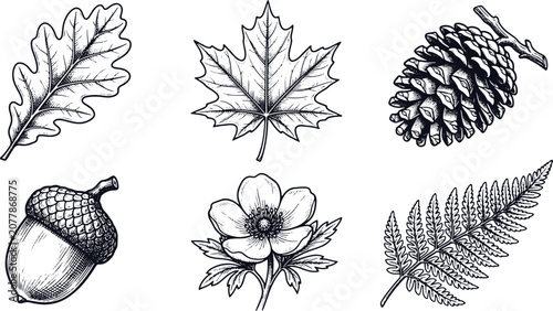 Vintage engraved forest botanical specimens featuring oak maple pinecone acorn flower and fern