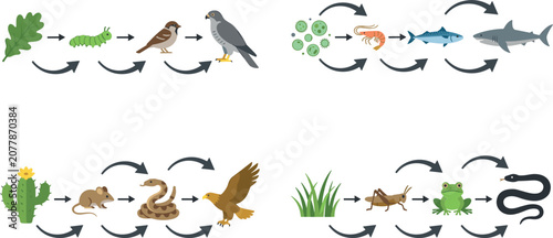Foto Food Chain Ecosystem Vector Illustration Set Featuring Terrestrial and Marine Ha