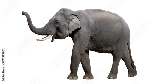 Fotografie Majestic gray elephant with raised trunk tusks and wrinkled skin, isolated on tr