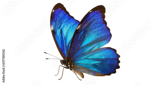 Quadro su tela Vibrant blue morpho butterfly with iridescent wings, isolated on transparent bac